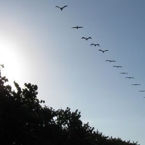 Meet your Posher, Alison